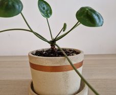 Interior plant