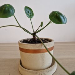 Interior plant