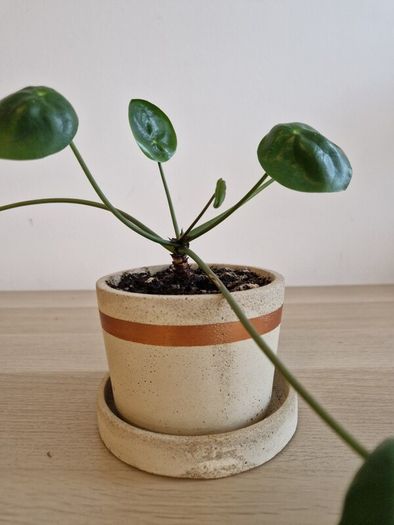 Interior plant