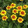 (M) French marigold Naughty Marietta seeds 1g (415144) Image 2