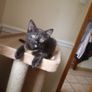 Cat and kitten Image 4