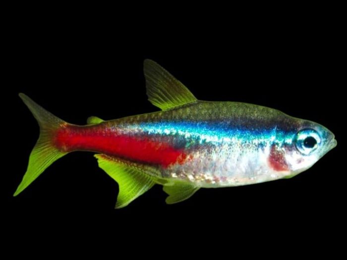 Fully Established Aquarium