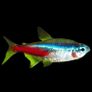 Fully Established Aquarium Image 5
