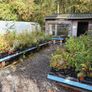 Evergreen Shrubs, Garden Plants Image 2