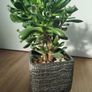 Gollum Jade succulent Image 4