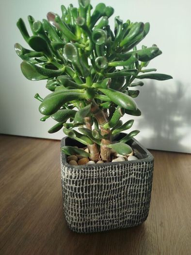 Gollum Jade succulent