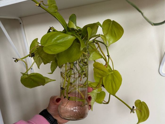 houseplant Philodendron Lemon Lime cuttings