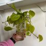 houseplant Philodendron Lemon Lime cuttings Image 5