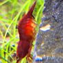 Shrimp and moss Image 9