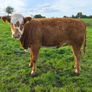 3 sim heifers Image 3
