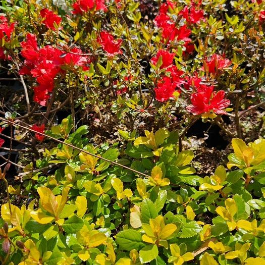 Plants, Flowering Shrubs, Grasses