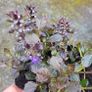 30 super flowering plants/shrubs Image 4