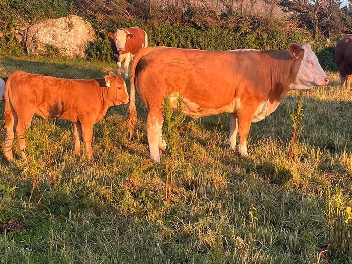 PBR Simmentals