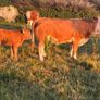 PBR Simmentals Image 4