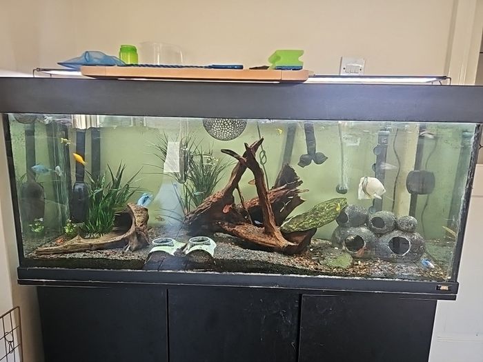 Fluval 240 fish tank, comes with fx4 filter and bits and bobs for tank.