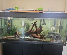 Fluval 240 fish tank, comes with fx4 filter and bits and bobs for tank.