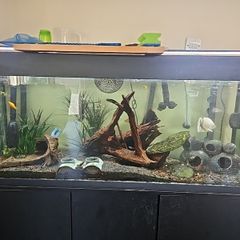Fluval 240 fish tank, comes with fx4 filter and bits and bobs for tank.