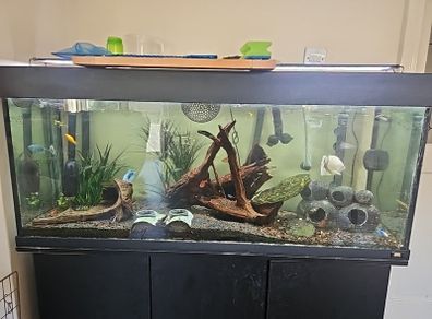 Fluval 240 fish tank, comes with fx4 filter and bits and bobs for tank.