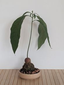 Bonsai avocado
