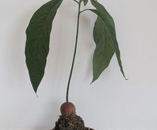 Bonsai avocado