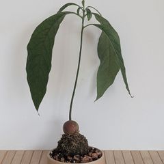 Bonsai avocado