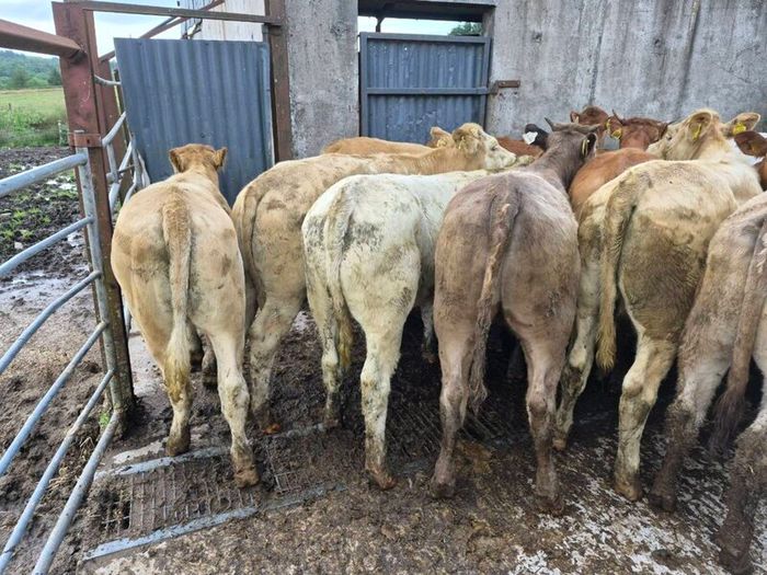16  heifers