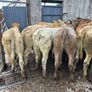 16  heifers Image 7