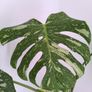 Monstera Thai constellation Image 4