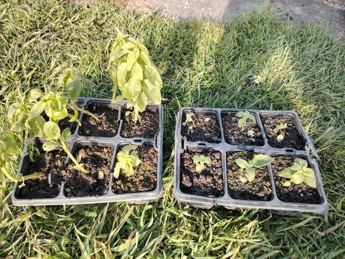 Snapdragon Seeds / Snapdragon Plants