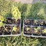 Snapdragon Seeds / Snapdragon Plants Image 3
