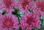 Pink Cornflower Seeds or Blue Cornflower Seeds