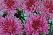 Pink Cornflower Seeds or Blue Cornflower Seeds