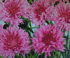 Pink Cornflower Seeds or Blue Cornflower Seeds