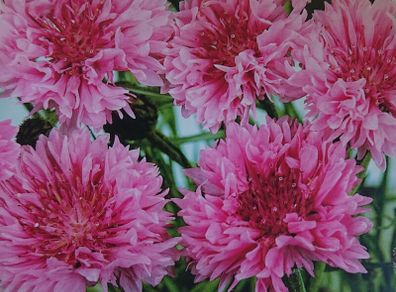 Pink Cornflower Seeds or Blue Cornflower Seeds
