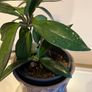 plant Image 3