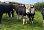 20 Hereford yearlings