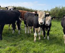 20 Hereford yearlings