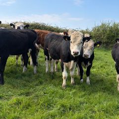 20 Hereford yearlings