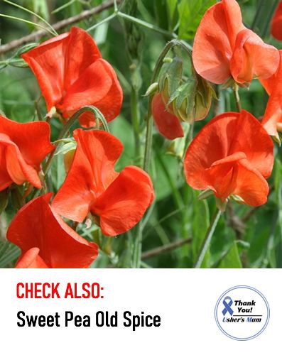 (S) Sweet Pea Evelyn seeds 2g (415076)