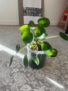 Chinese Money Plant