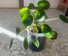 Chinese Money Plant