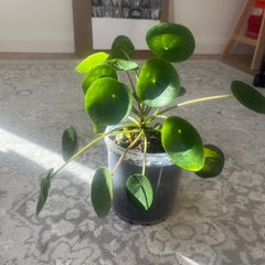 Chinese Money Plant