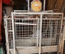 Sheep weighing scales