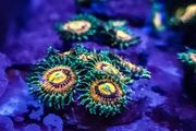 Rainbow Incinerator Zoa