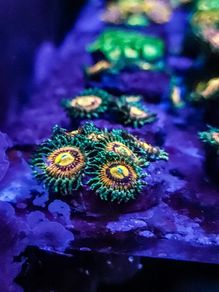 Rainbow Incinerator Zoa