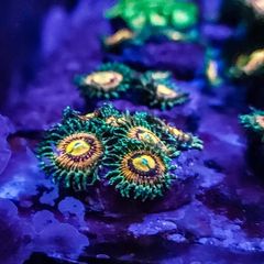 Rainbow Incinerator Zoa