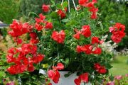 (S) Dwarf Sweet Pea Villa Roma Scarlet Seeds 1g (414680)