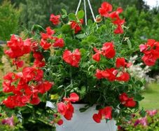 (S) Dwarf Sweet Pea Villa Roma Scarlet Seeds 1g (414680)