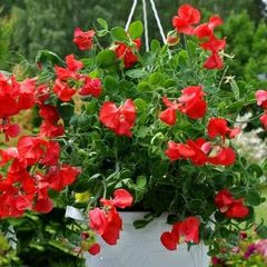 (S) Dwarf Sweet Pea Villa Roma Scarlet Seeds 1g (414680)