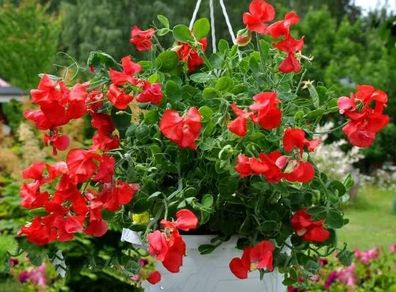 (S) Dwarf Sweet Pea Villa Roma Scarlet Seeds 1g (414680)